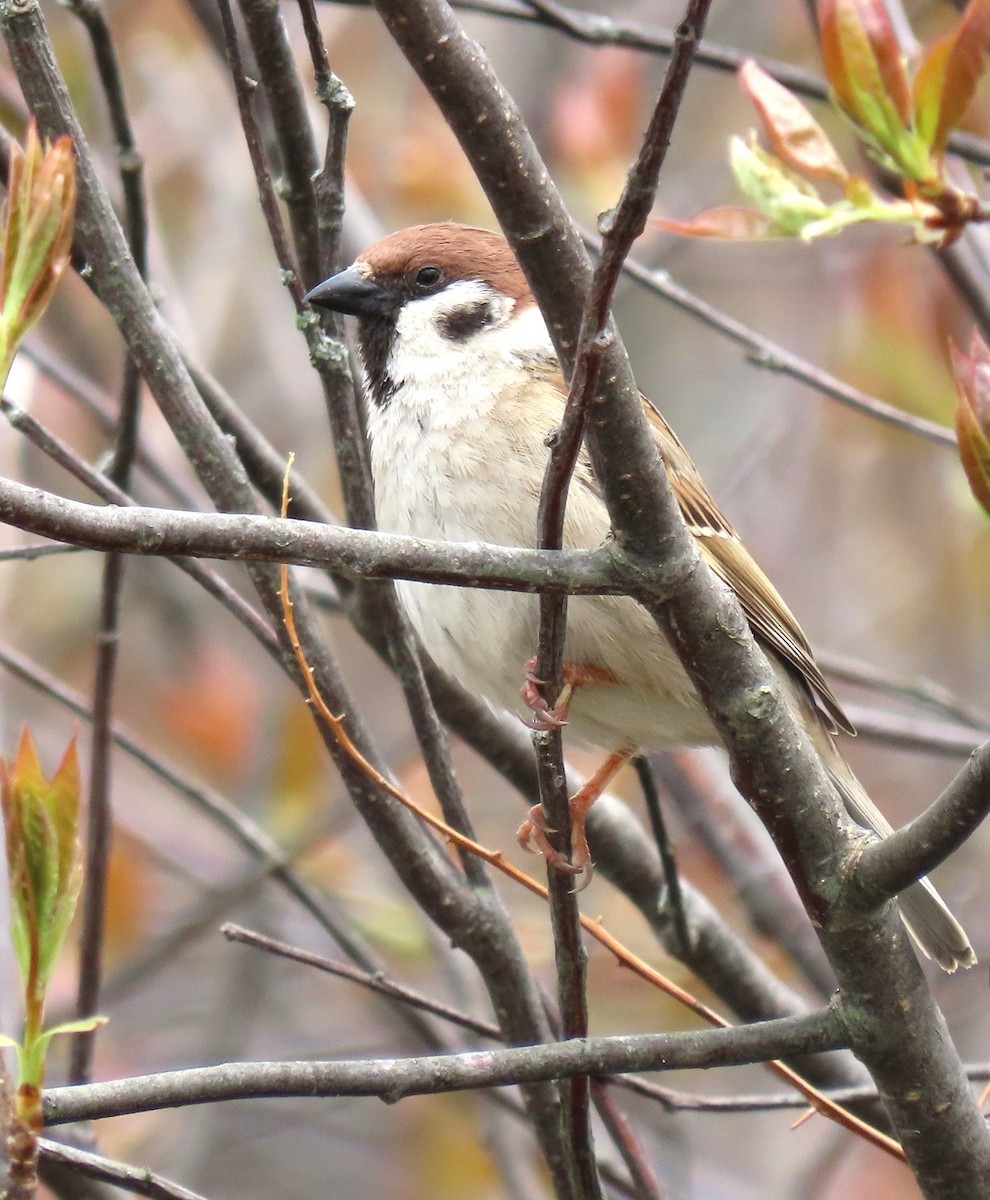 Eurasian Tree Sparrow - ML619485049