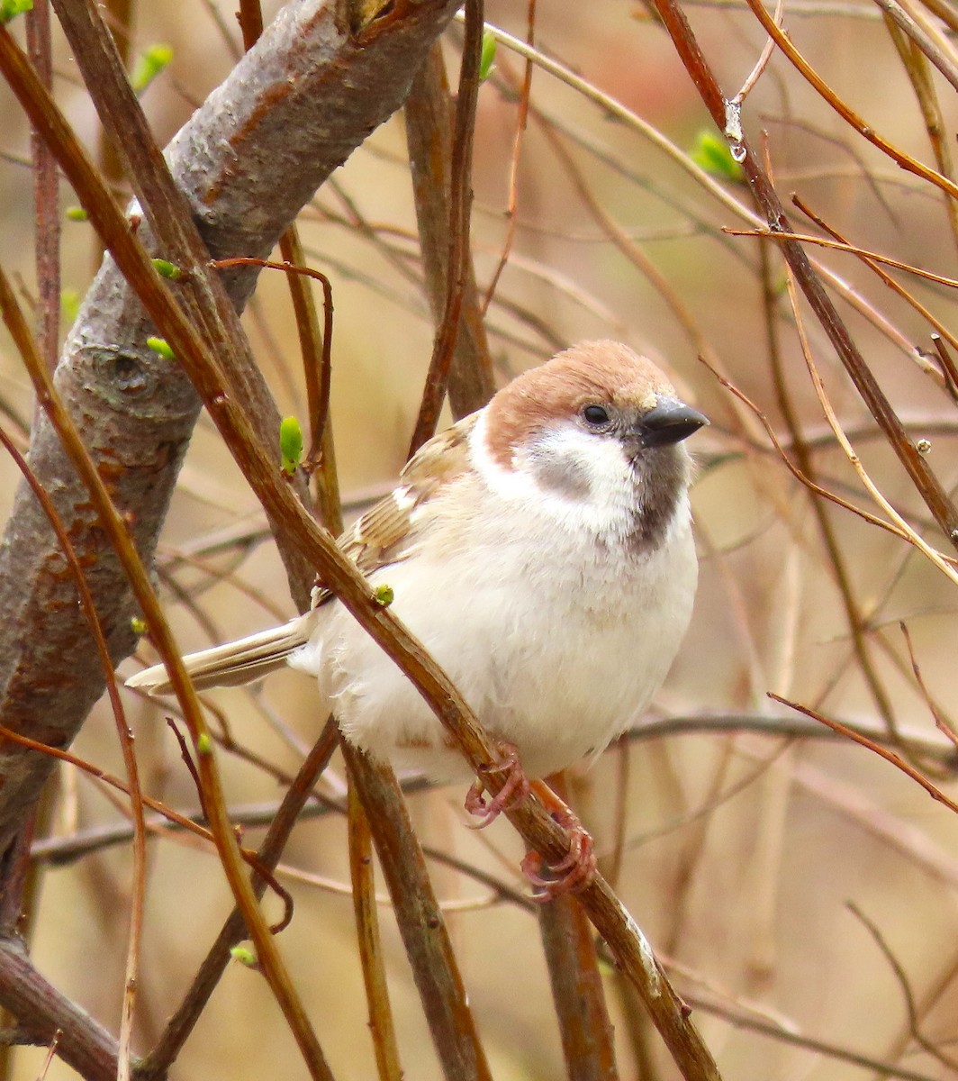 Eurasian Tree Sparrow - ML619485050
