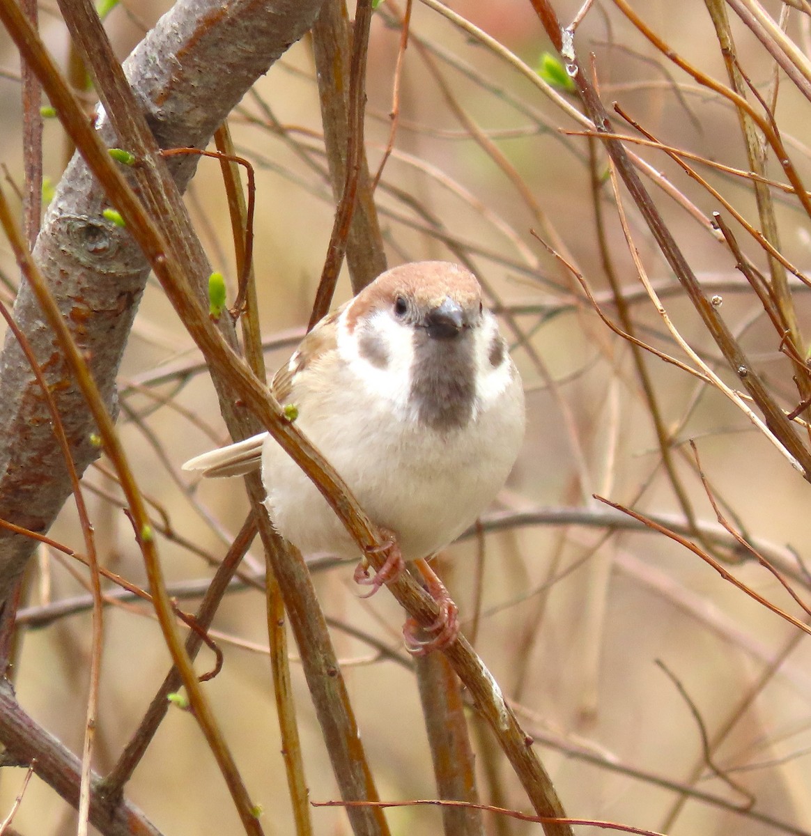 Eurasian Tree Sparrow - ML619485051