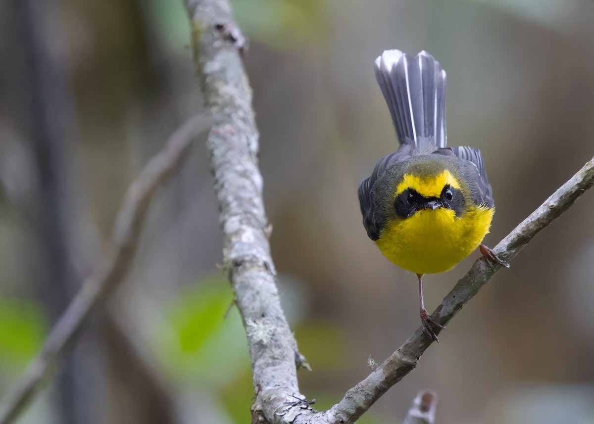 Yellow-bellied Fairy-Fantail - ML619485096