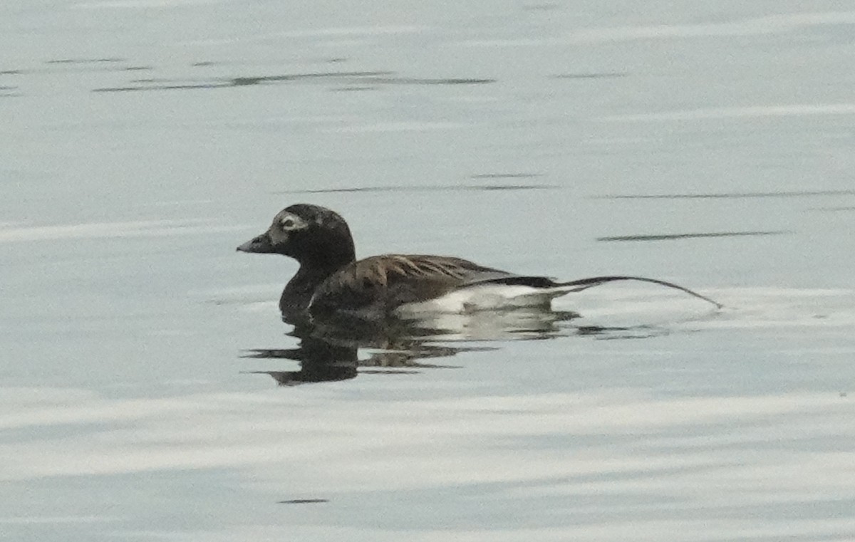 Long-tailed Duck - ML619485113