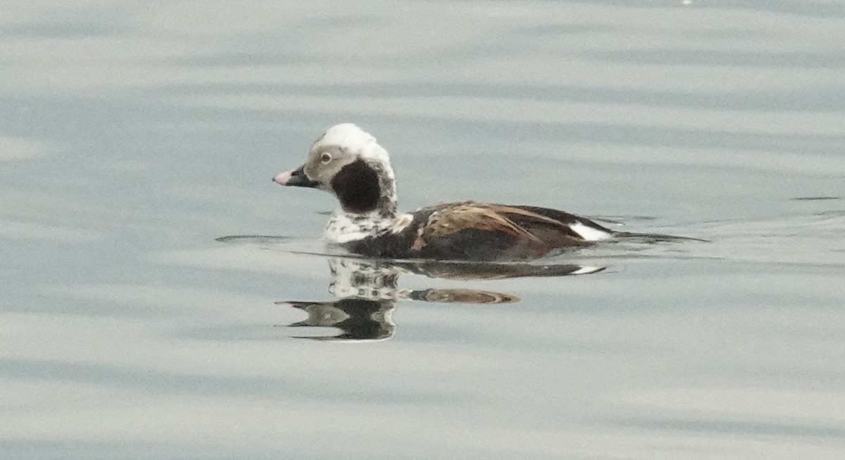 Long-tailed Duck - ML619485114
