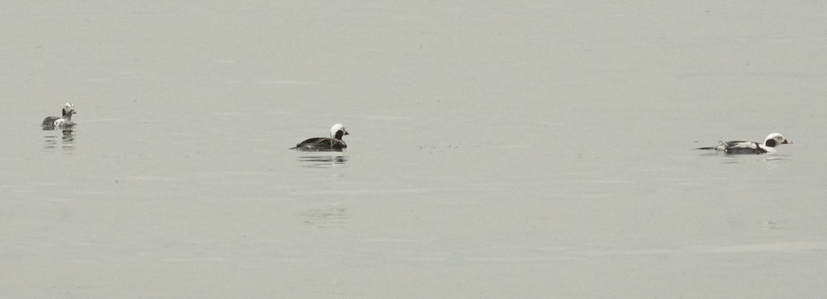Long-tailed Duck - ML619485115