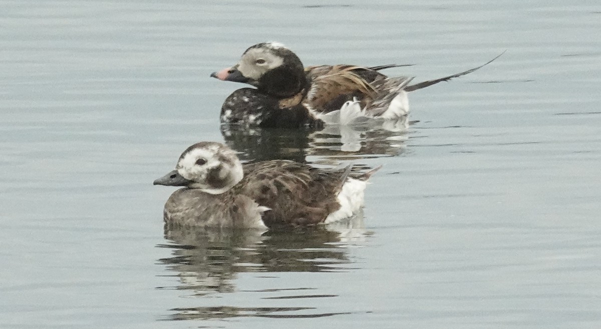 Long-tailed Duck - ML619485116