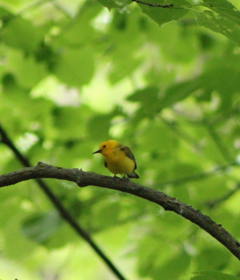 Prothonotary Warbler - ML619485149