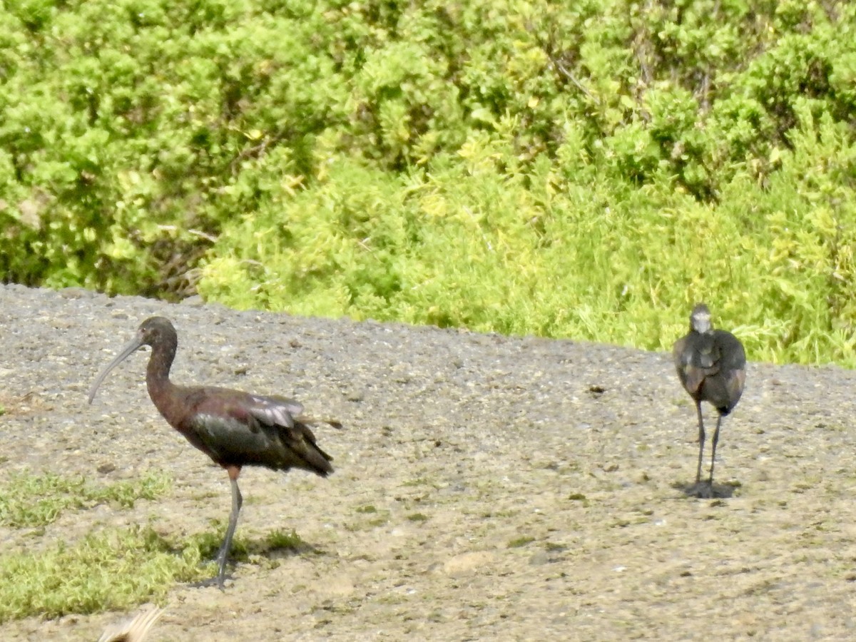 ibis americký - ML619485151