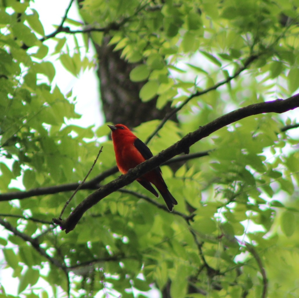Scarlet Tanager - ML619485175