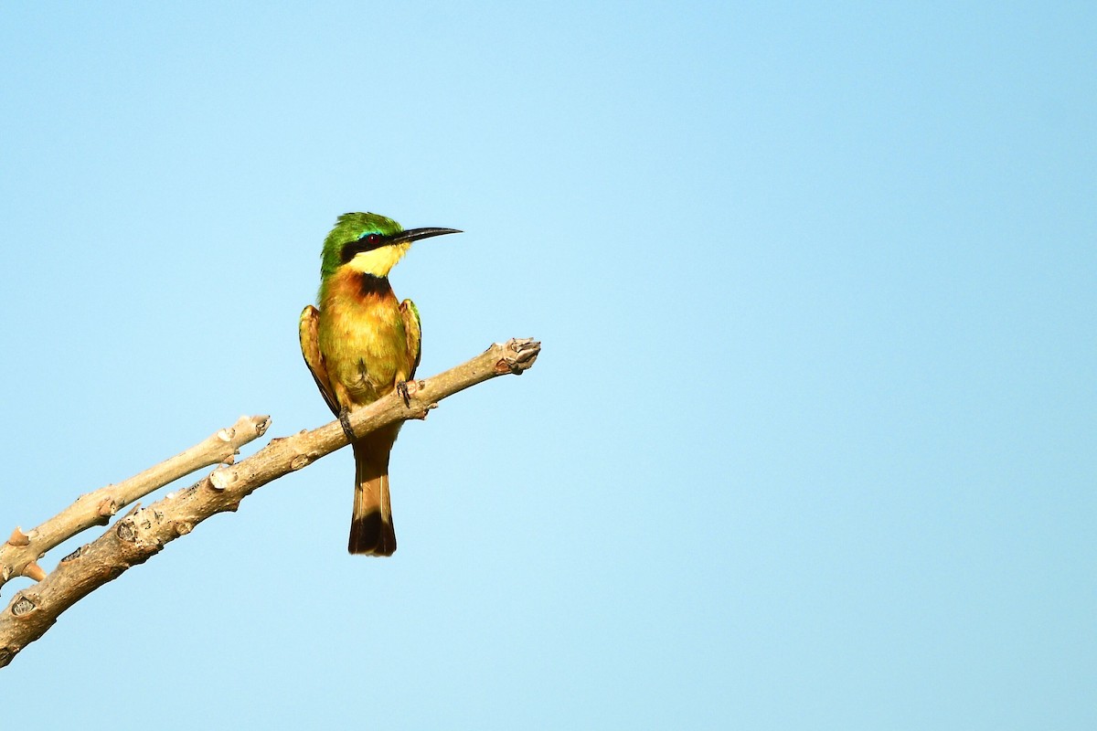 Little Bee-eater - ML619485183