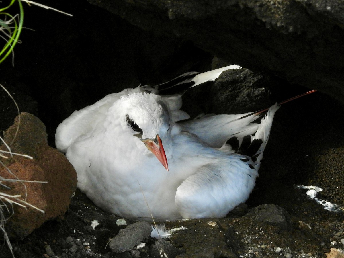 Red-tailed Tropicbird - ML619485207