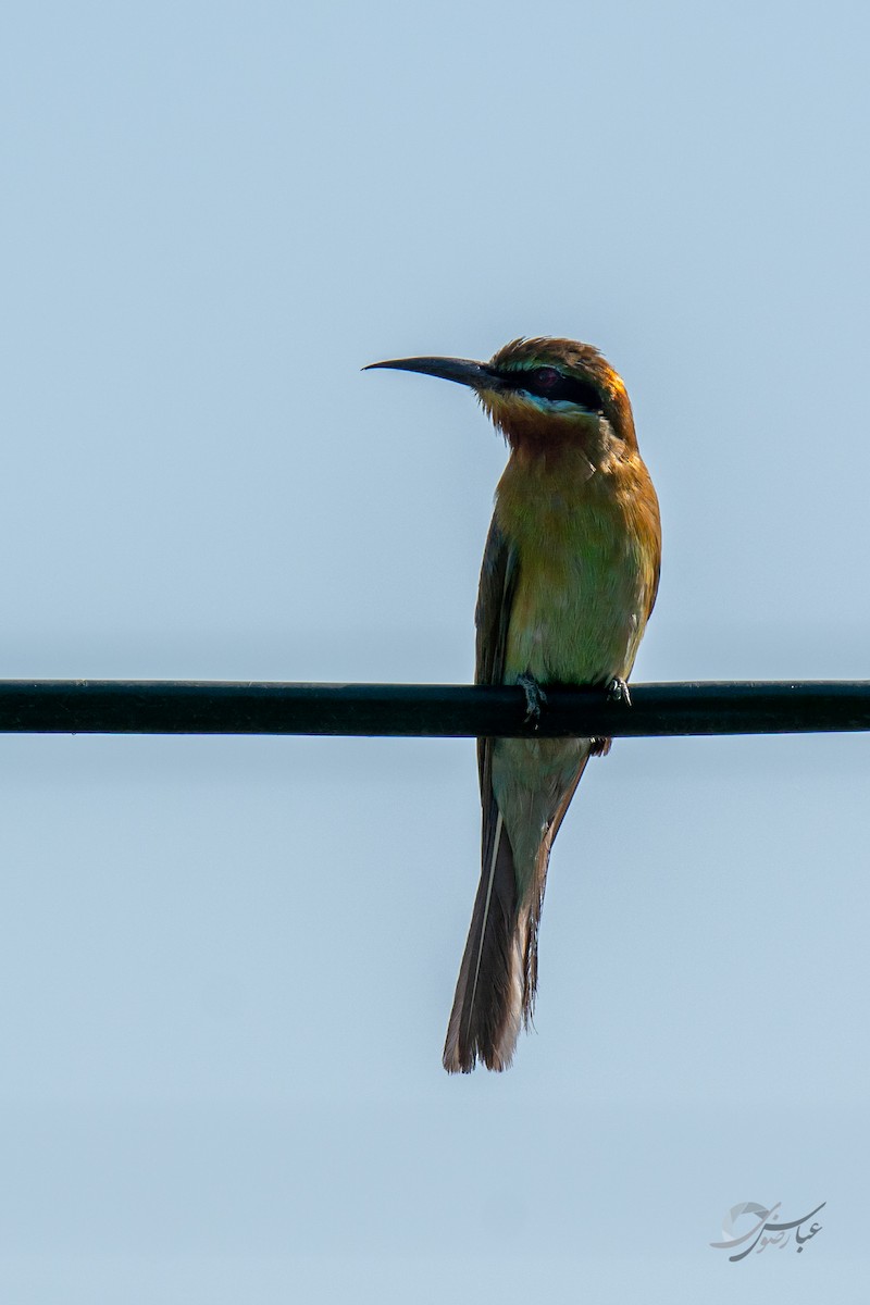 Blue-tailed Bee-eater - ML619485208