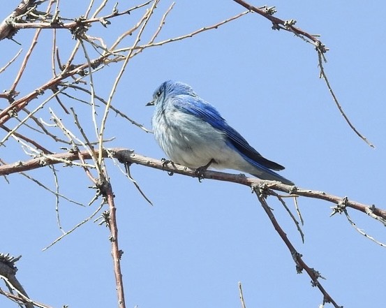 Mountain Bluebird - ML619485236