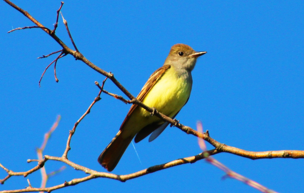 Great Crested Flycatcher - ML619485380