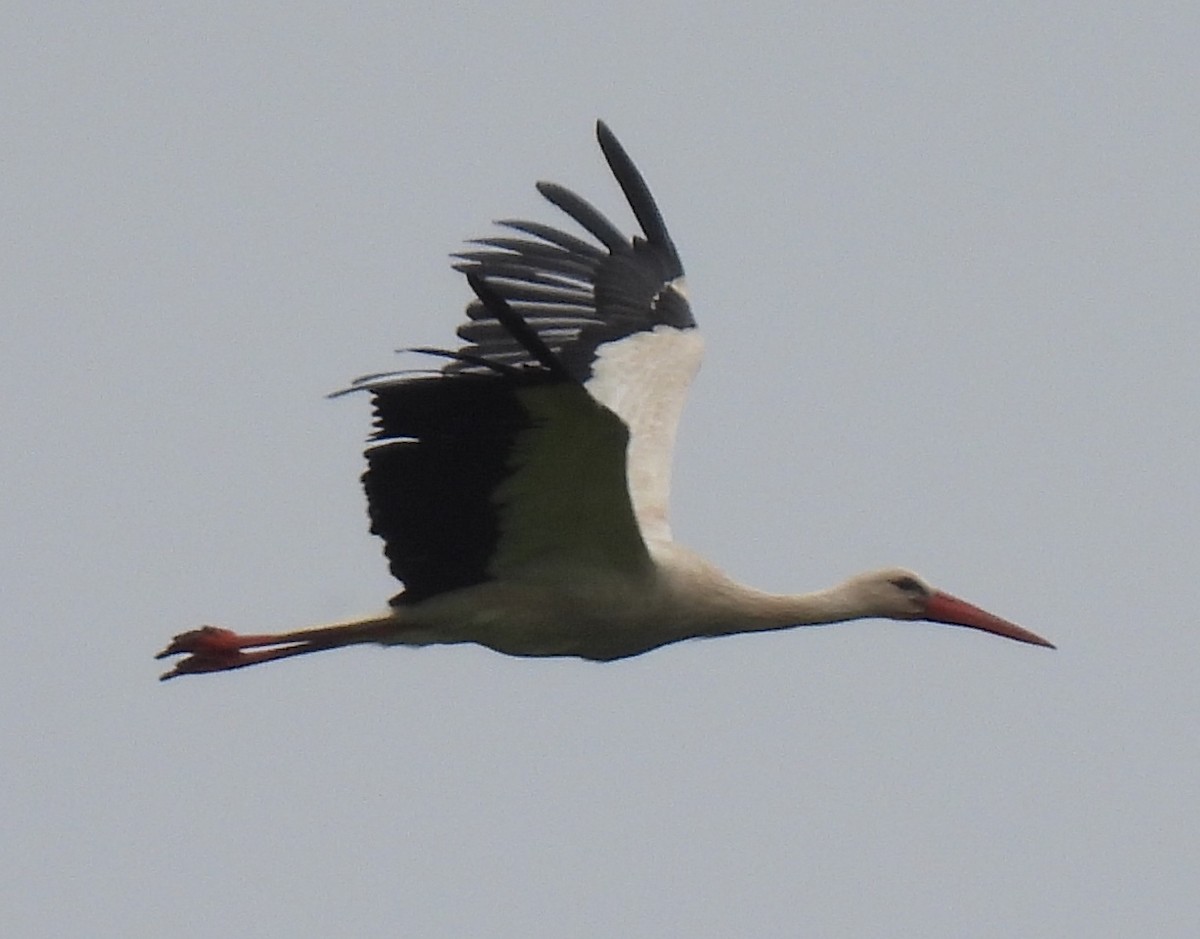 White Stork - ML619485398