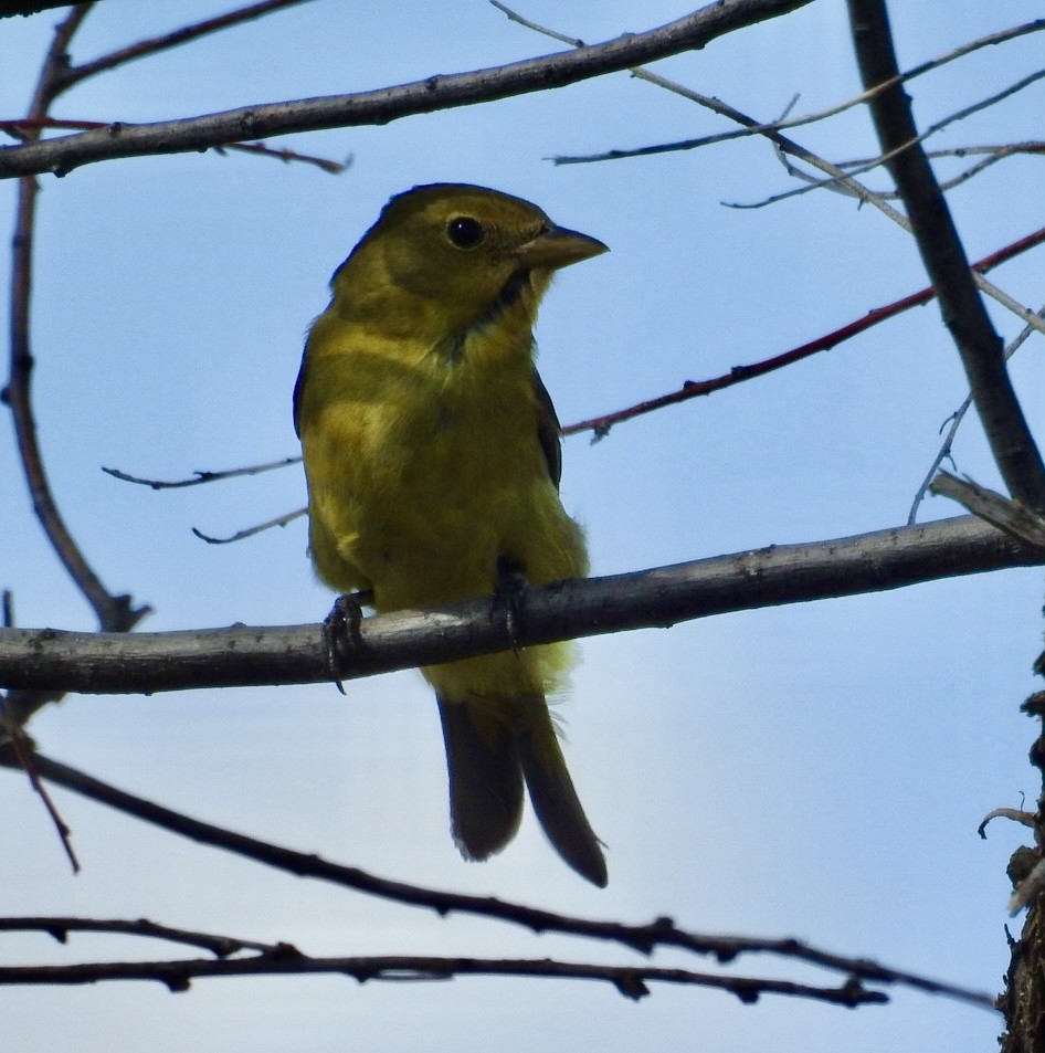 Western Tanager - ML619485404