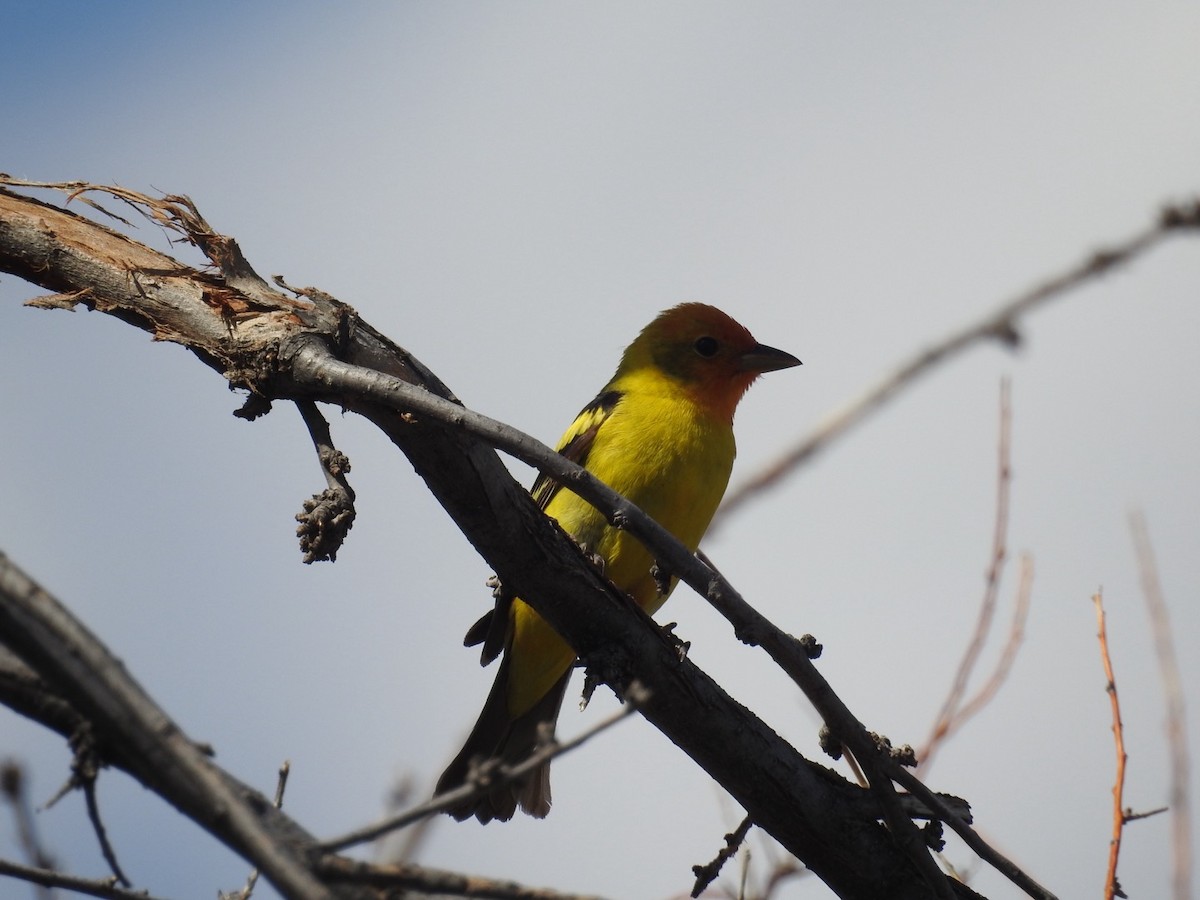 Western Tanager - ML619485408