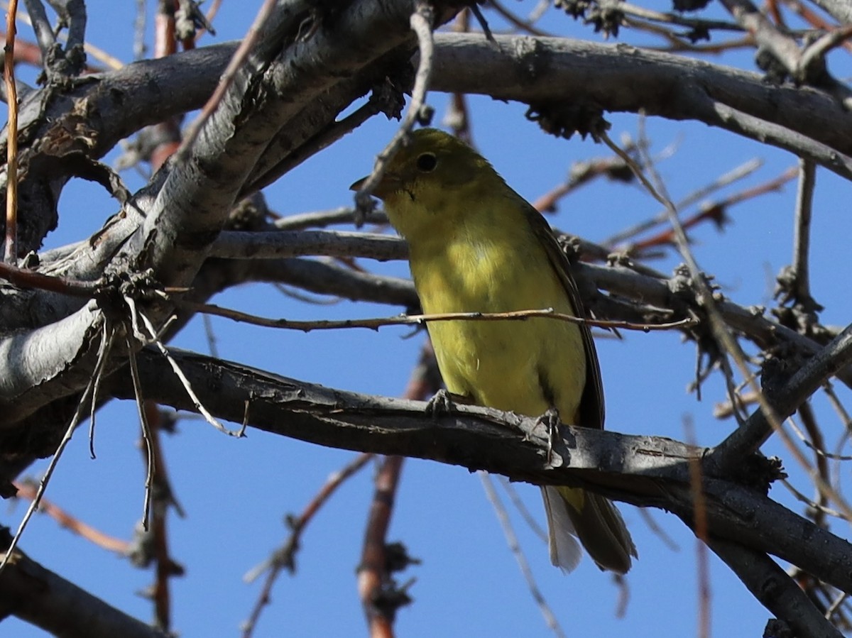 Western Tanager - ML619485409
