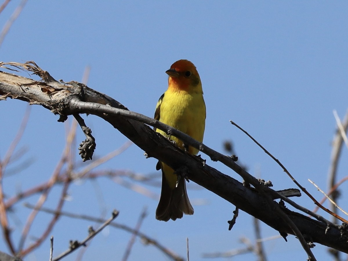 Western Tanager - ML619485410