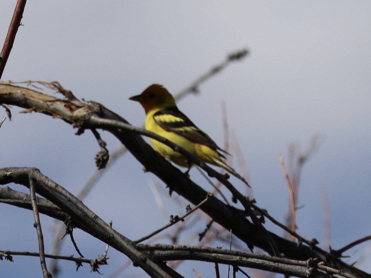 Western Tanager - ML619485411