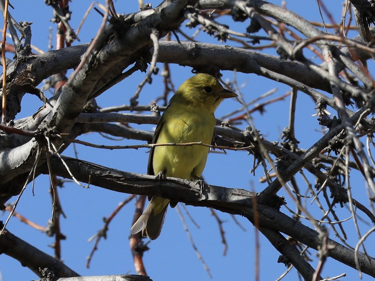 Western Tanager - ML619485412