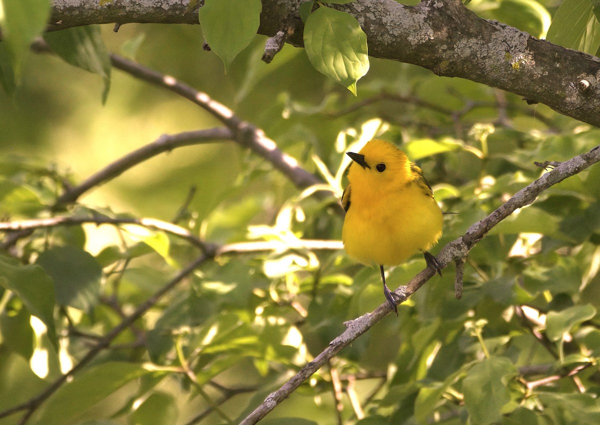 Prothonotary Warbler - ML619485479