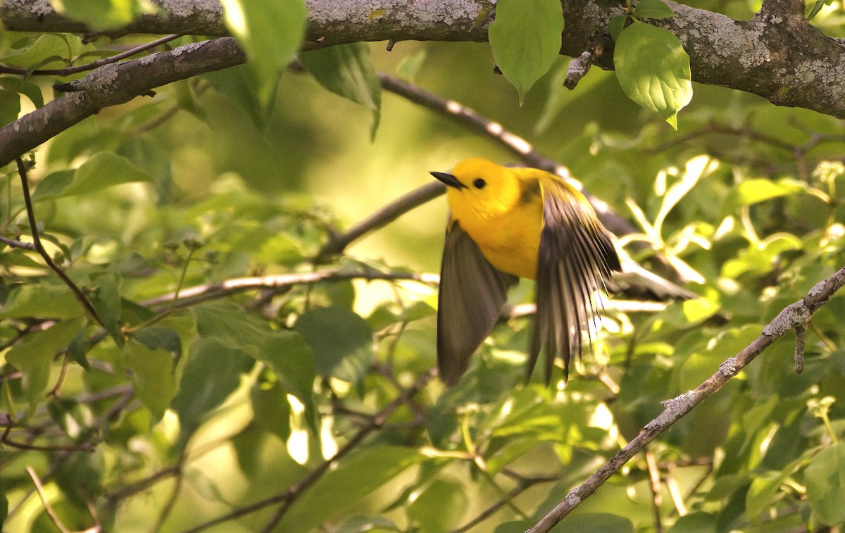 Prothonotary Warbler - ML619485480