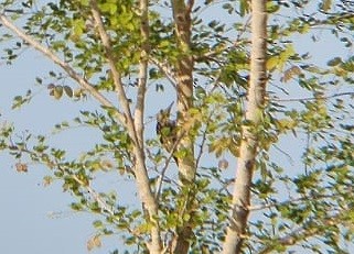 Yellow-crowned Woodpecker - ML619485578