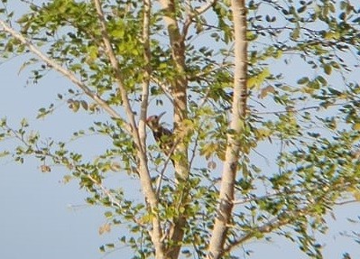 Yellow-crowned Woodpecker - ML619485579