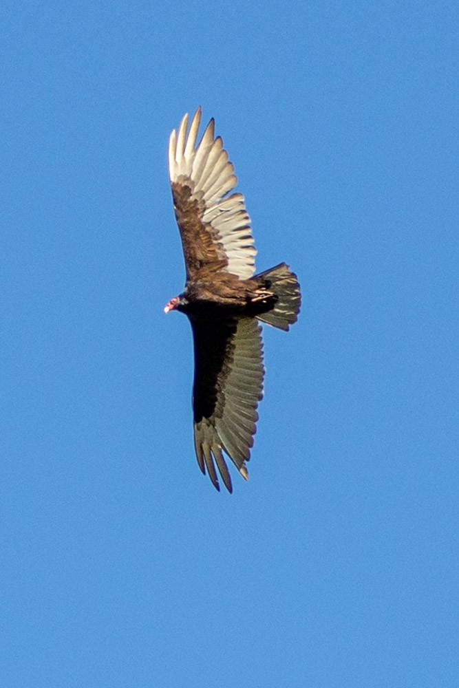 Turkey Vulture - ML619485618