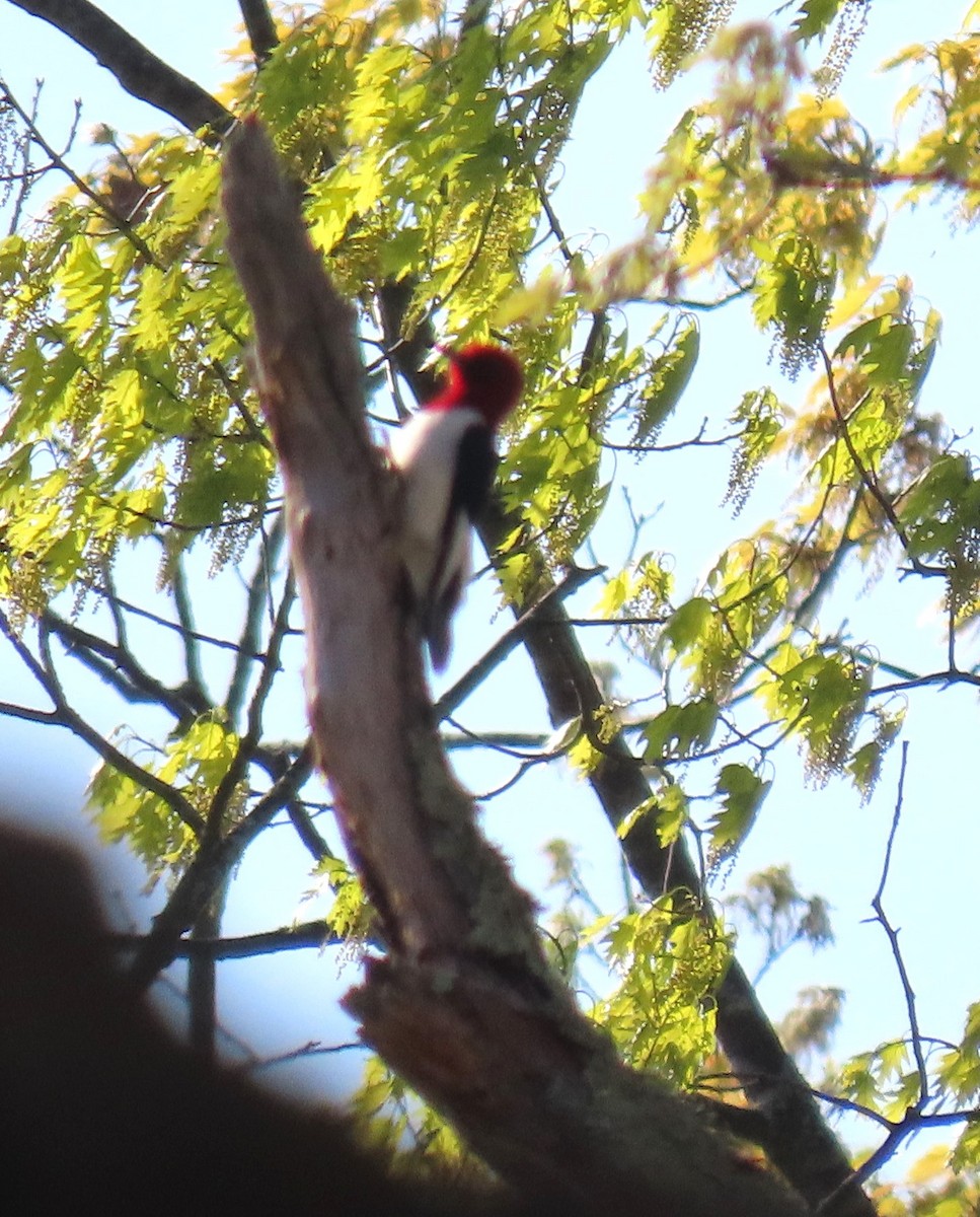 Red-headed Woodpecker - ML619485637
