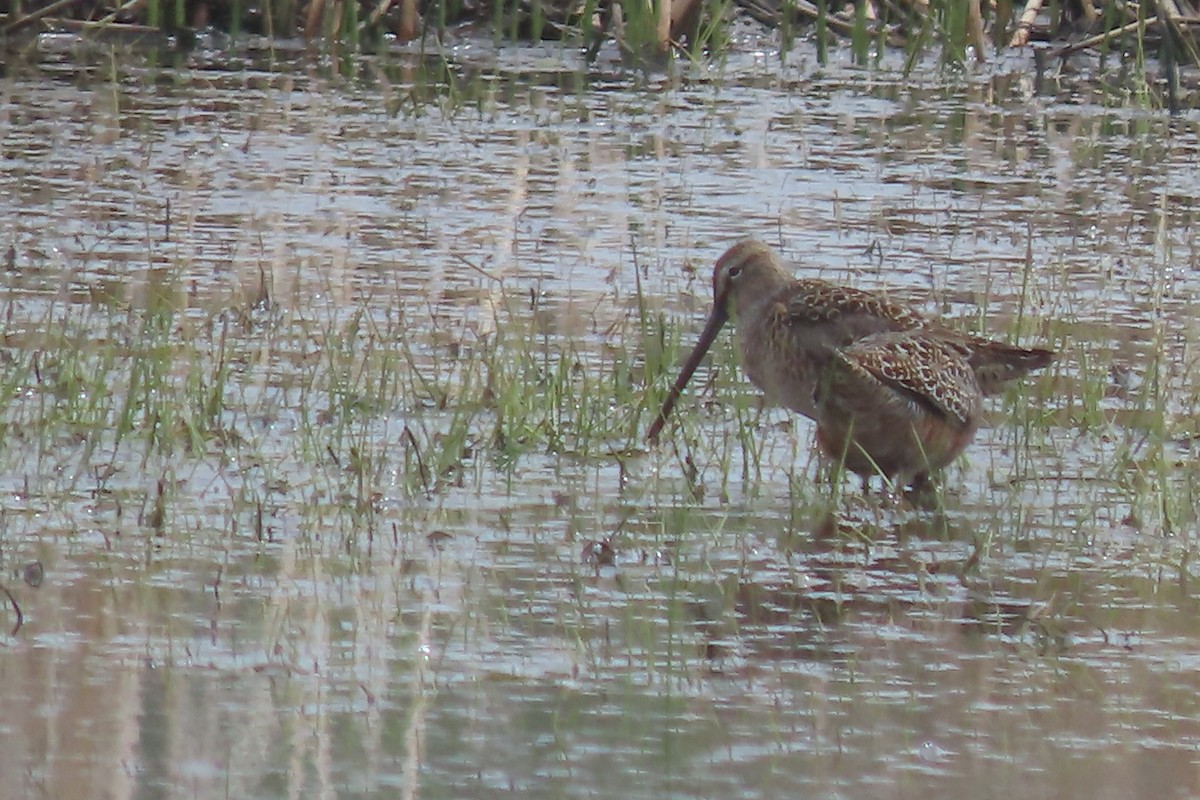 Long-billed Dowitcher - ML619485654