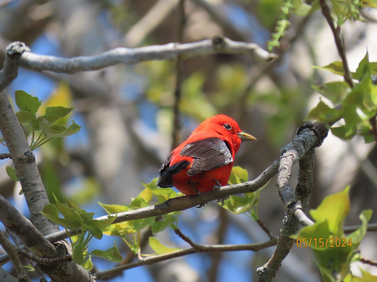 Scarlet Tanager - ML619485674