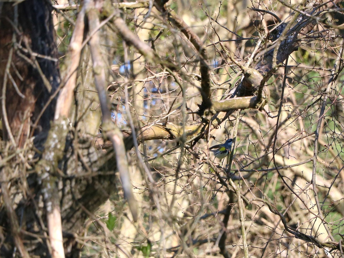Yellow-rumped Warbler (Myrtle) - ML619485720