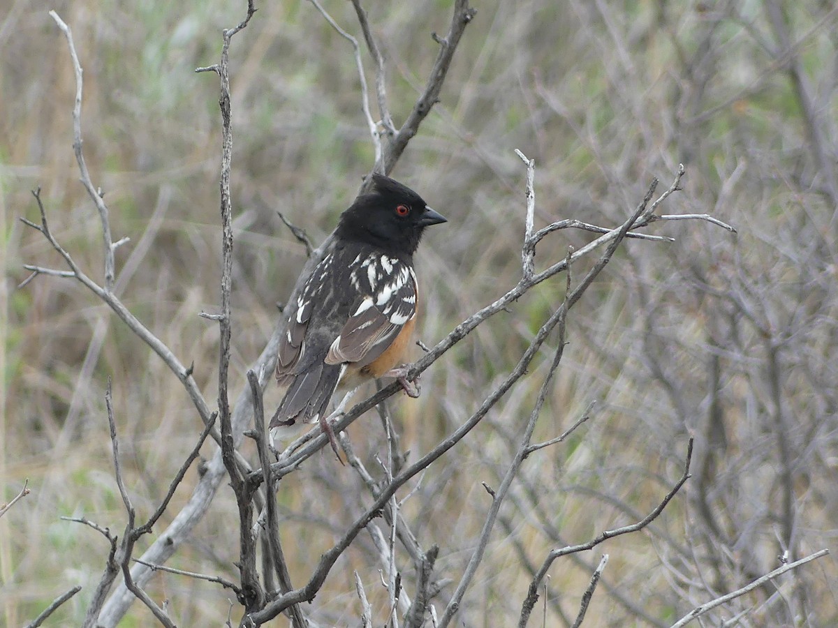 Spotted Towhee - ML619485879