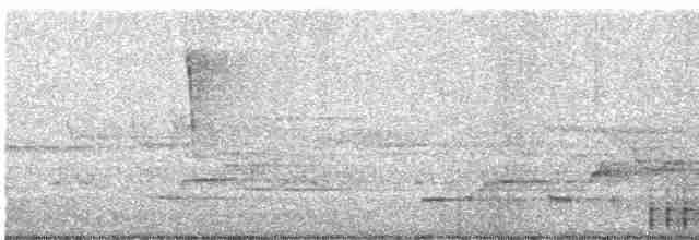 Дрізд-короткодзьоб Cвенсона - ML619485959