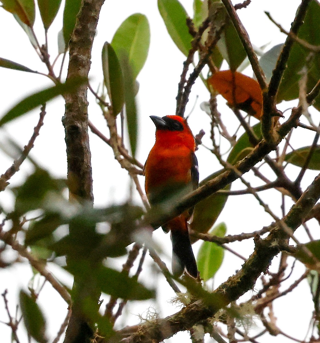 White-winged Tanager - ML619485974