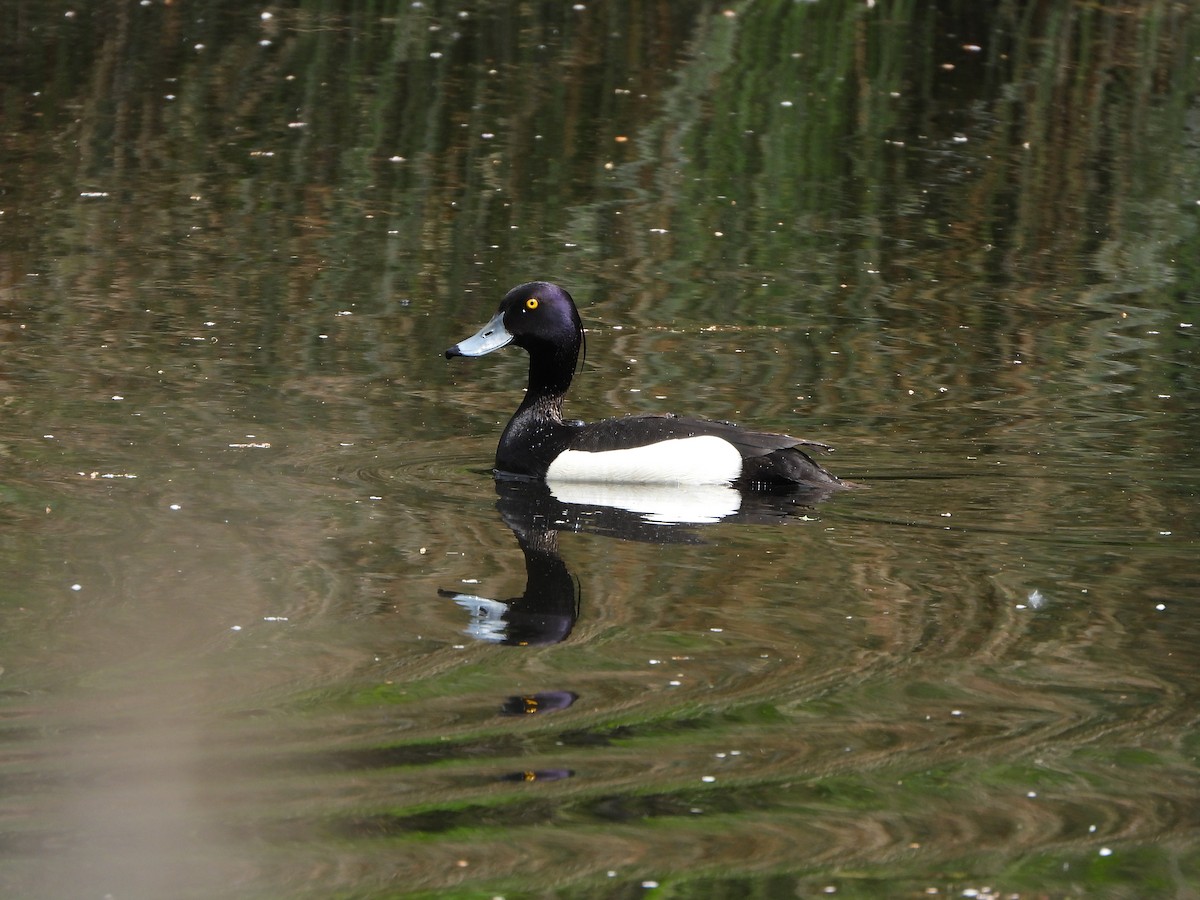 Tufted Duck - ML619485983