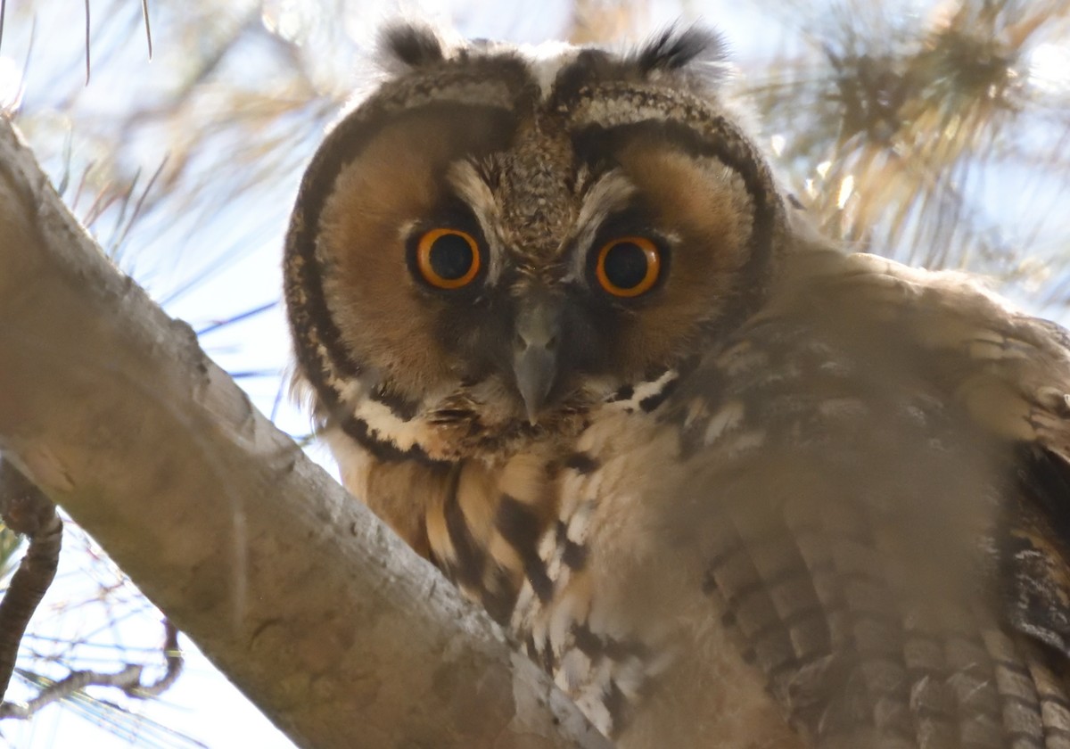 Long-eared Owl - ML619485987