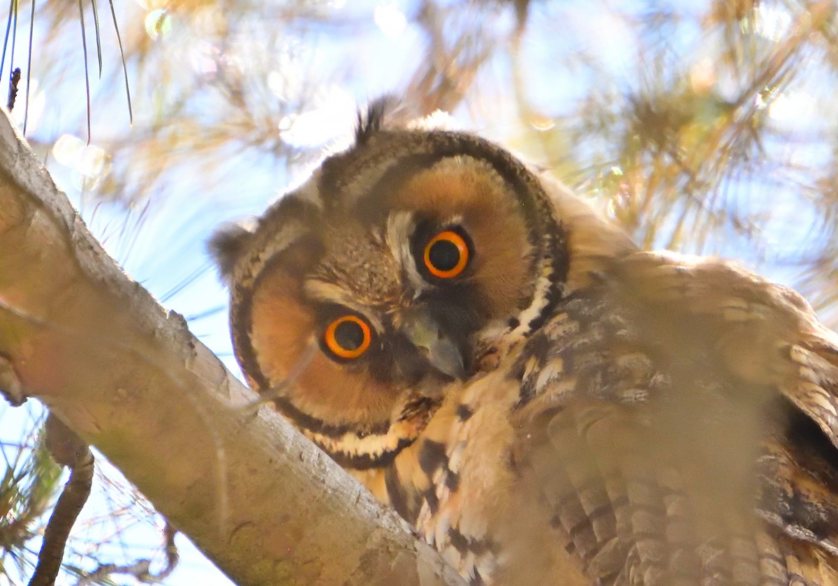 Long-eared Owl - ML619485988