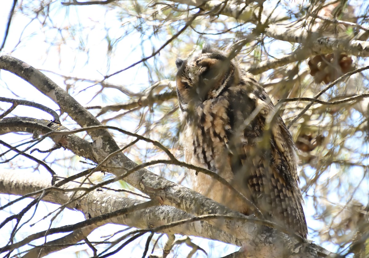 Long-eared Owl - ML619485989