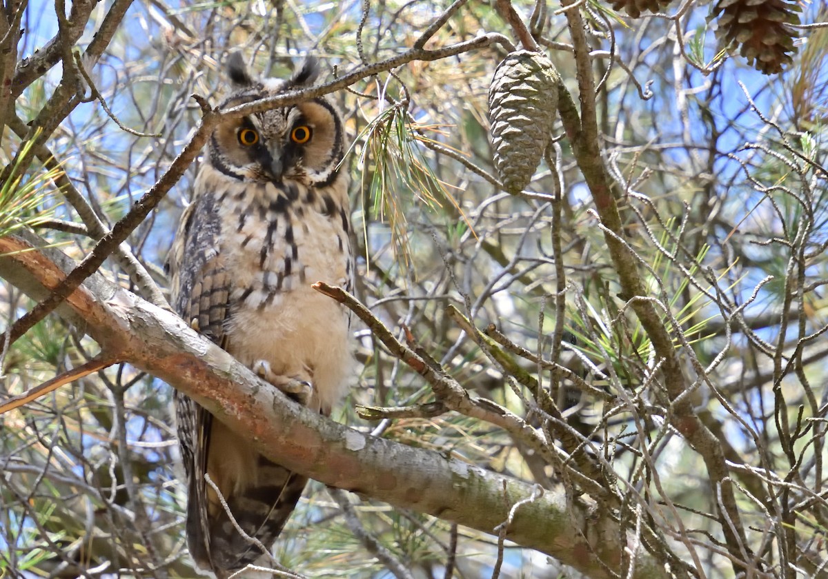 Long-eared Owl - ML619485995