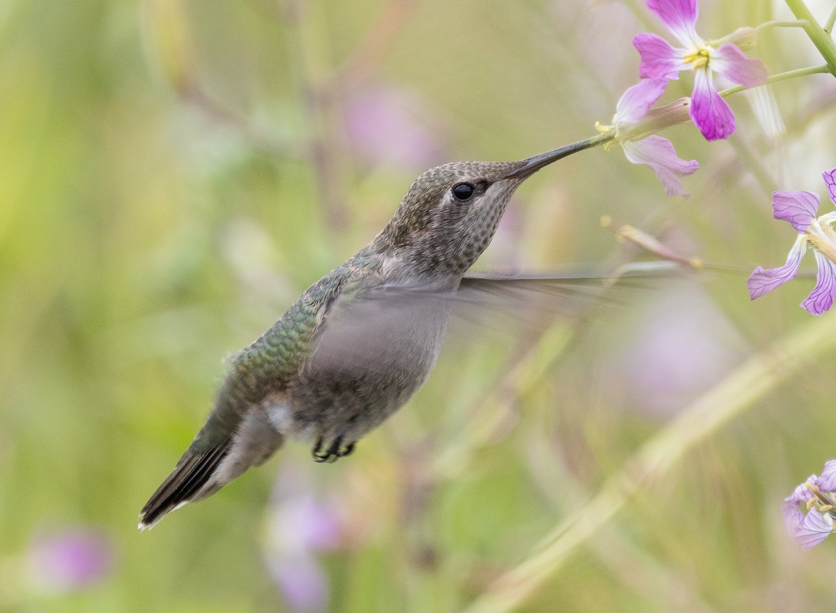 Anna's Hummingbird - ML619486018