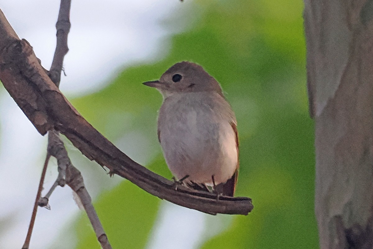 Red-breasted Flycatcher - ML619486024