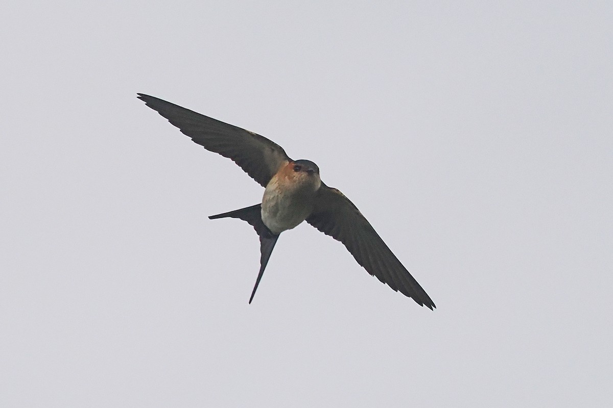 Red-rumped Swallow - ML619486056