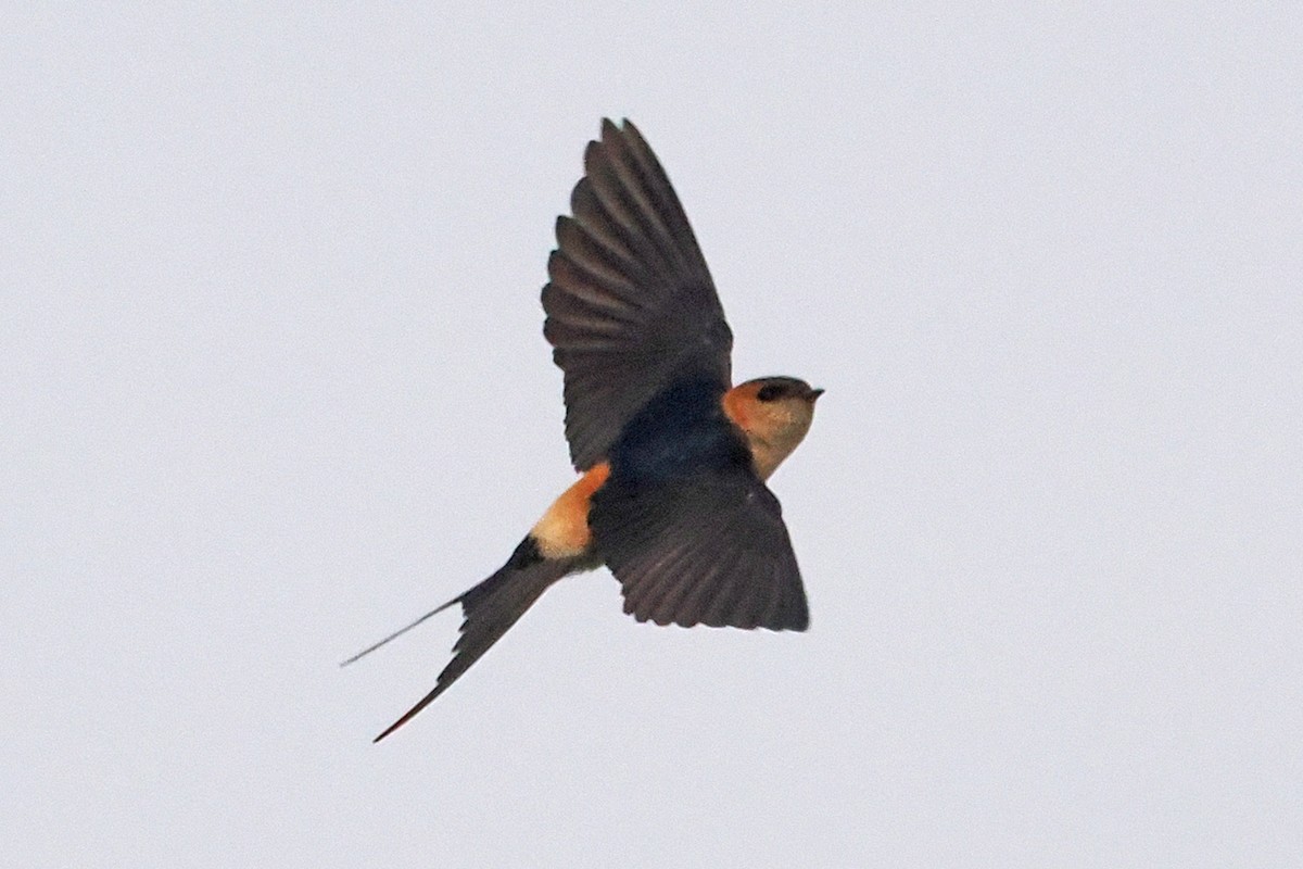 Red-rumped Swallow - ML619486057