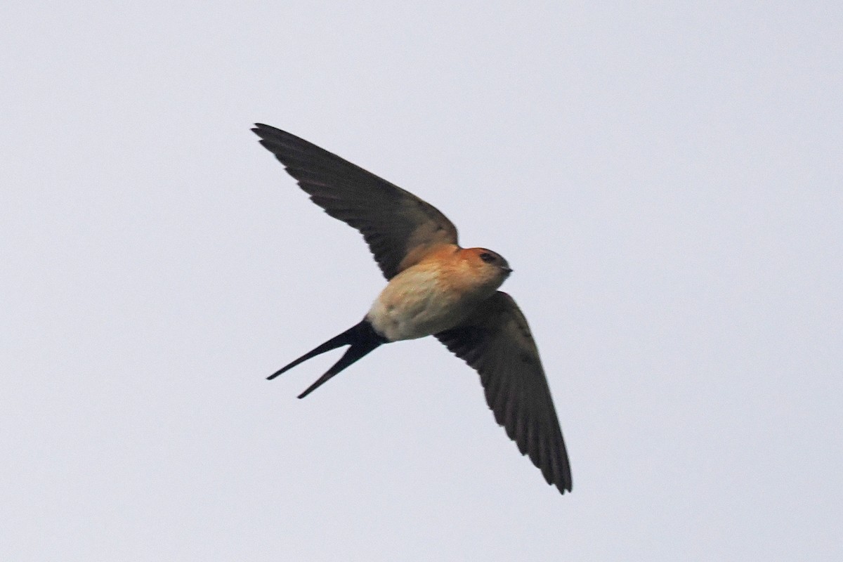 Red-rumped Swallow - ML619486058