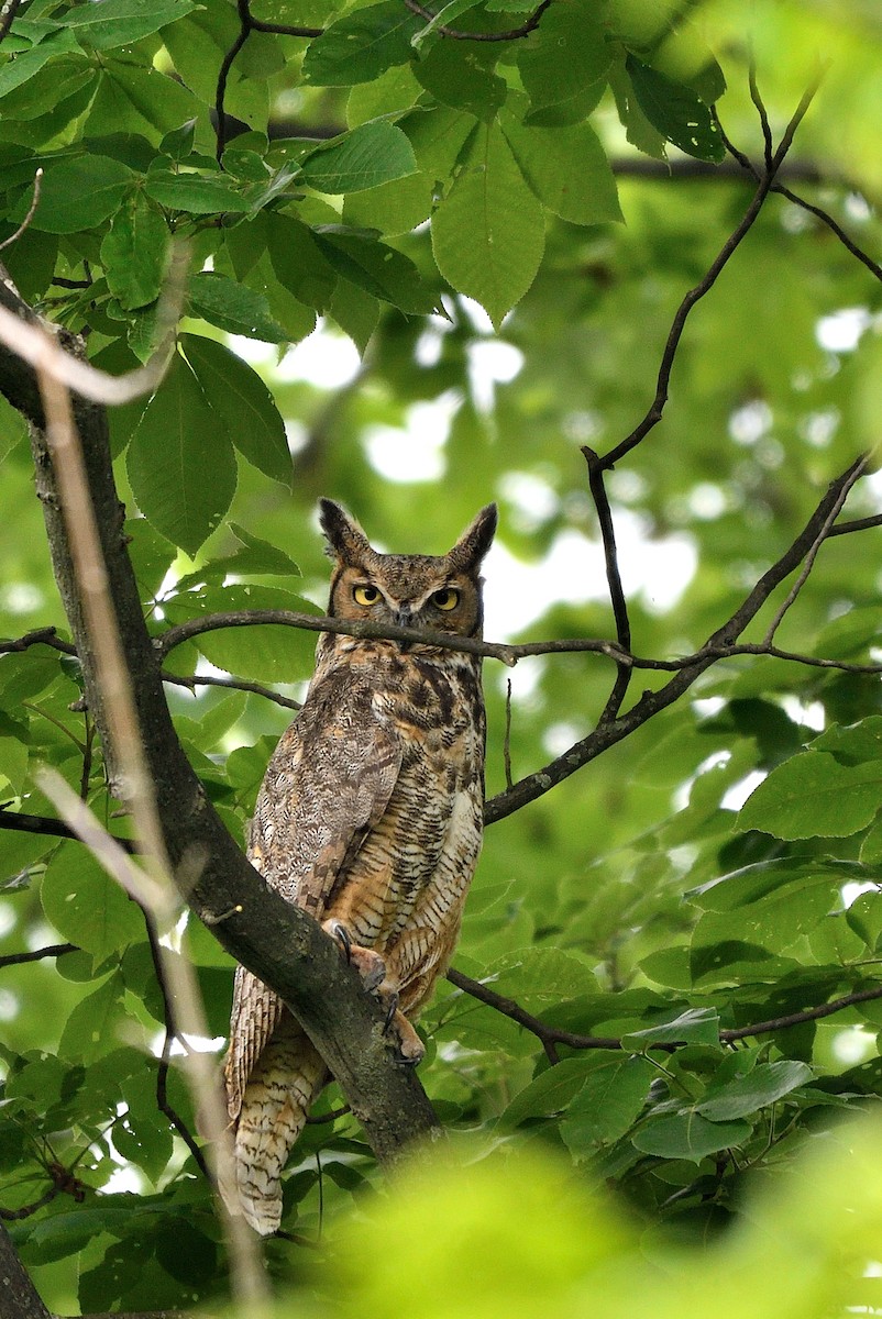 Great Horned Owl - ML619486067
