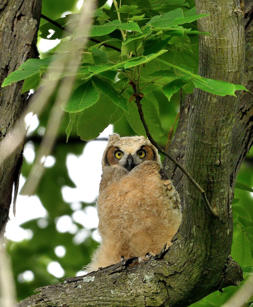 Great Horned Owl - ML619486068