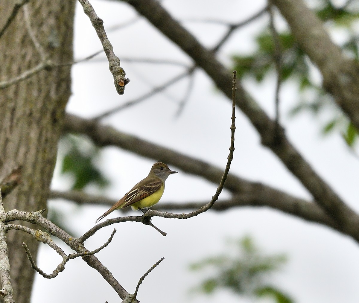 Great Crested Flycatcher - ML619486070