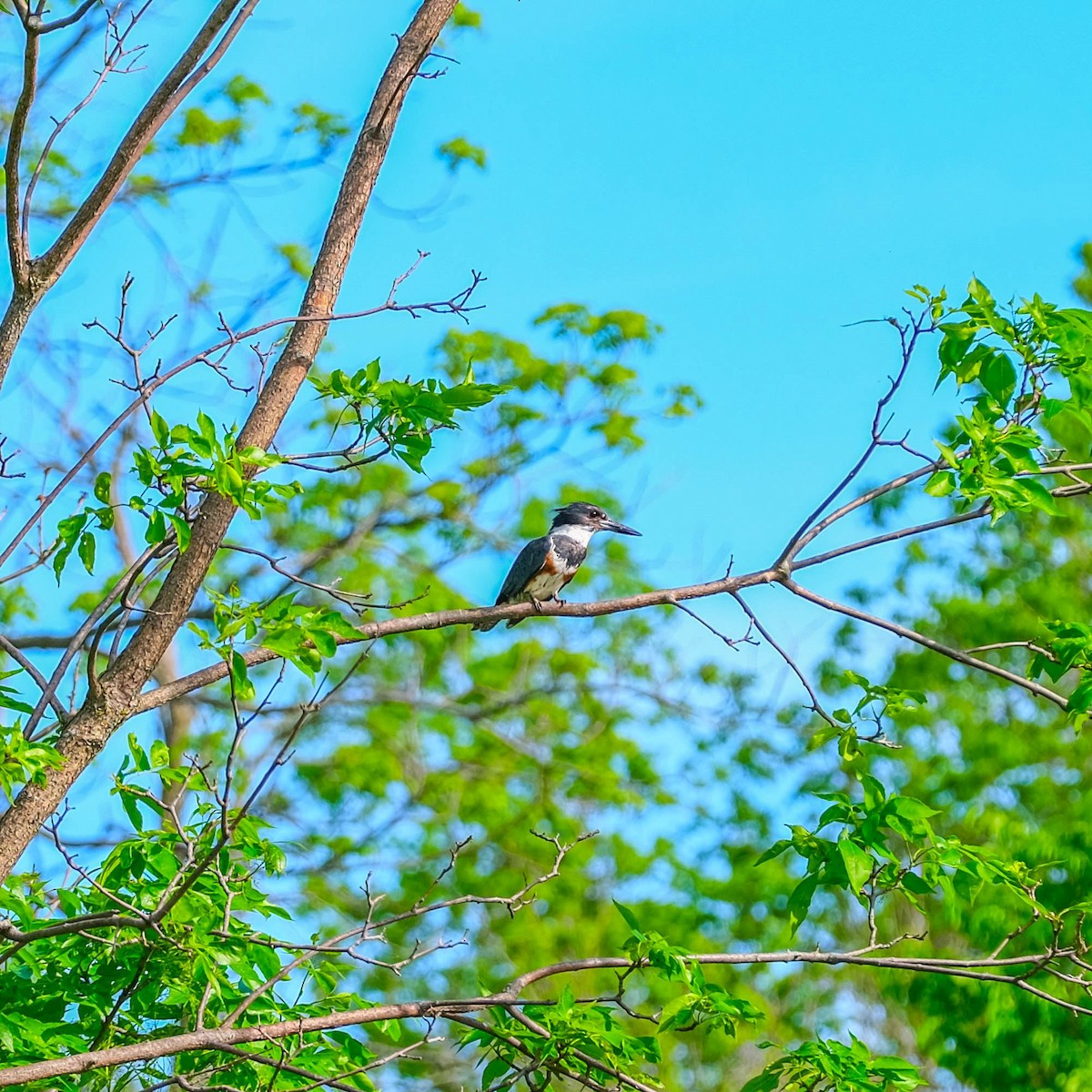 Belted Kingfisher - ML619486077