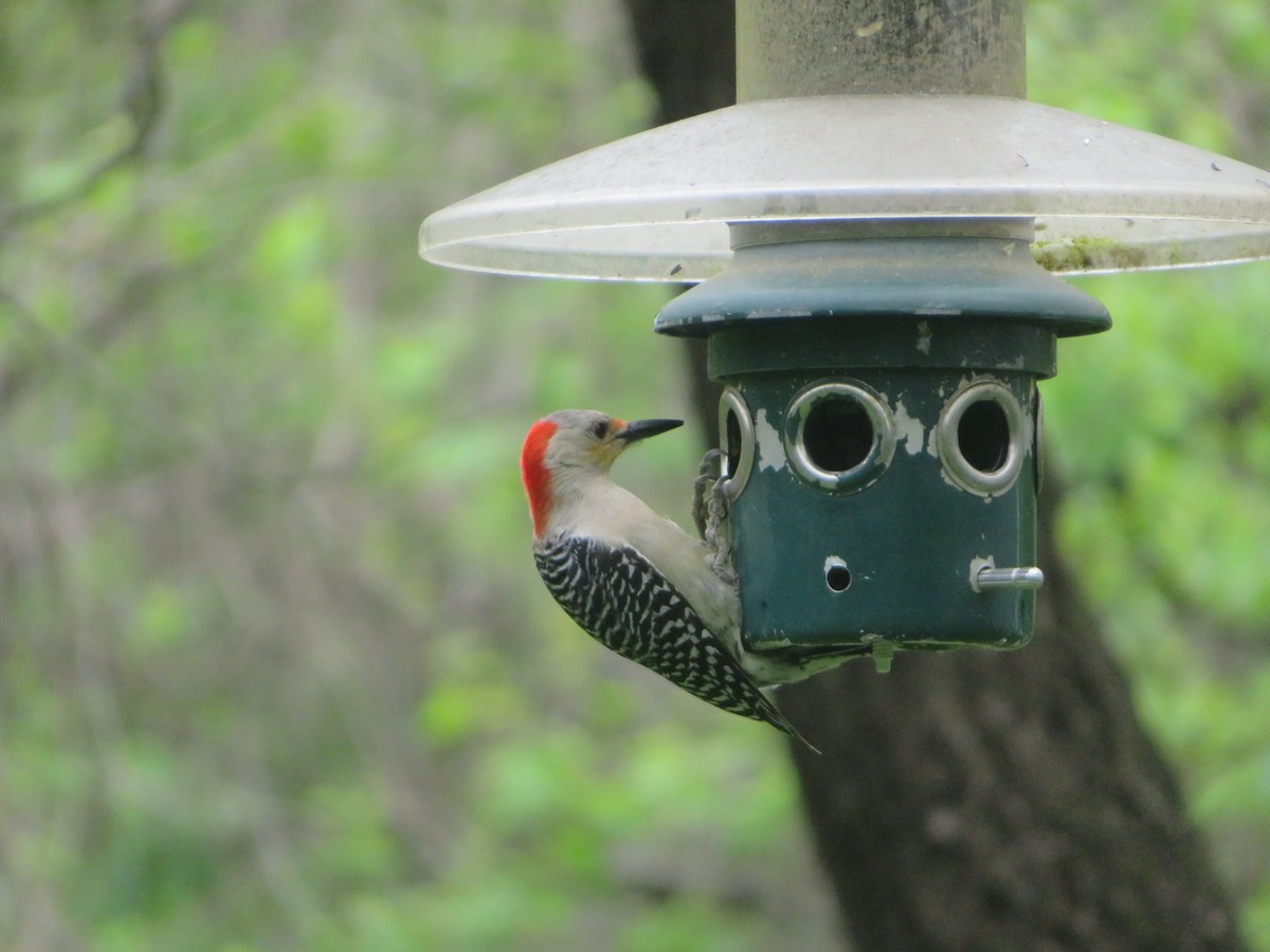 Red-bellied Woodpecker - ML619486086